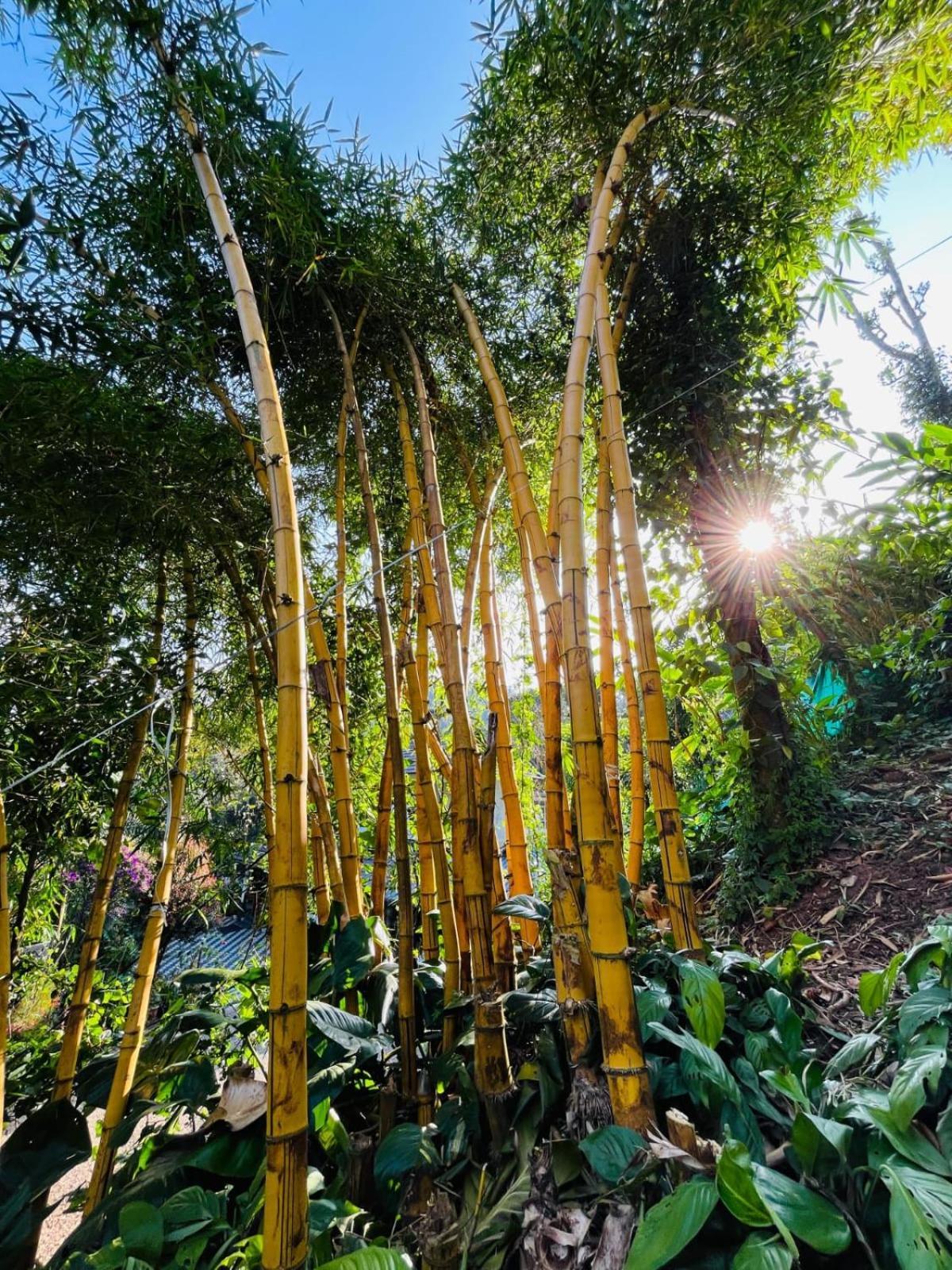 Lush Acres Villa Thekkady Ngoại thất bức ảnh